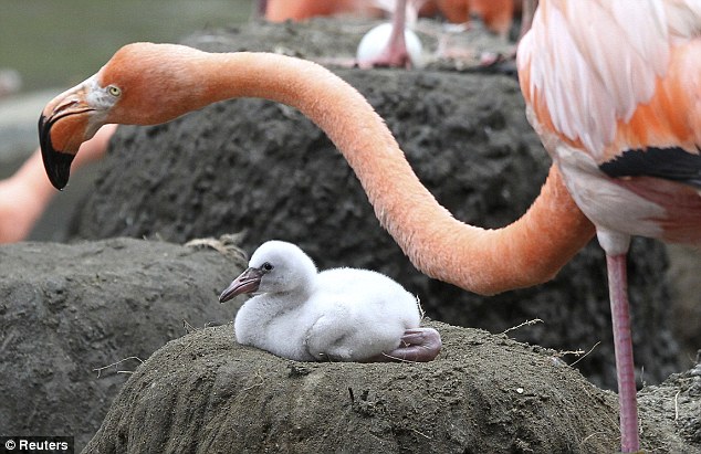 Baby Flamingo with very large feet